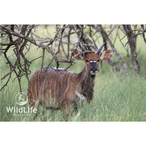 2.0 Nyala Yearlings