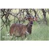 Image 1 : 2.0 Nyala Yearlings