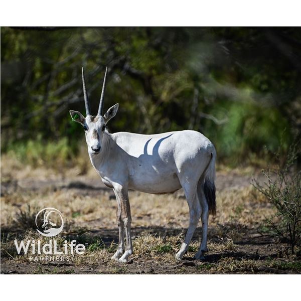 2.0 Arabian Oryx World Record Genetics Yearlings