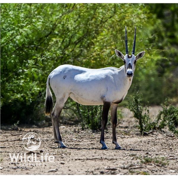 0.3 Arabian Oryx World Record Genetics Yearlings