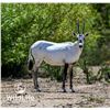 Image 1 : 0.3 Arabian Oryx World Record Genetics Yearlings