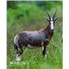 Image 1 : 0.2 Blesbok Yearlings