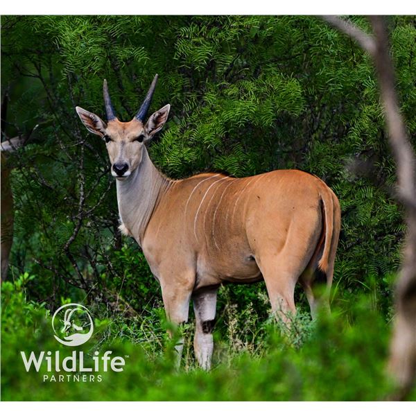 1.3 Eland Yearlings