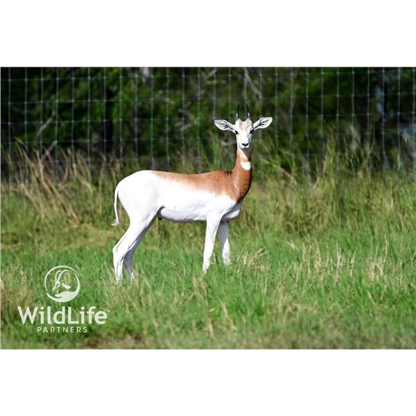2.0 Dama Gazelle Yearlings
