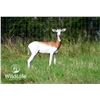 Image 1 : 2.0 Dama Gazelle Yearlings