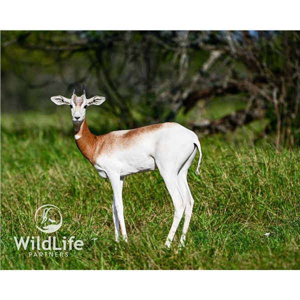 0.2 Dama Gazelle Yearlings