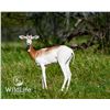 Image 1 : 0.2 Dama Gazelle Yearlings