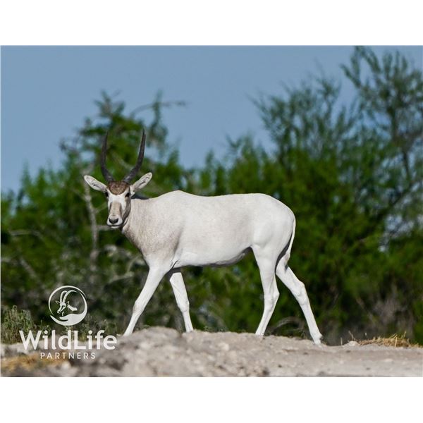 1.2 Addax Yearlings