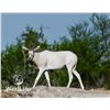 Image 1 : 1.2 Addax Yearlings