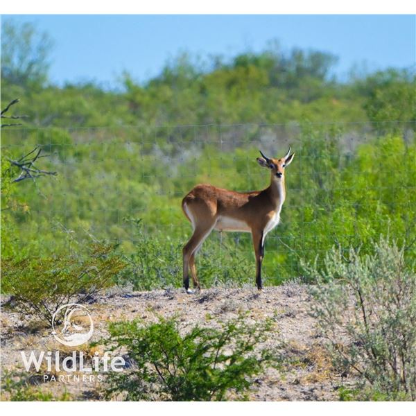 1.0 Red Lechwe Yearling