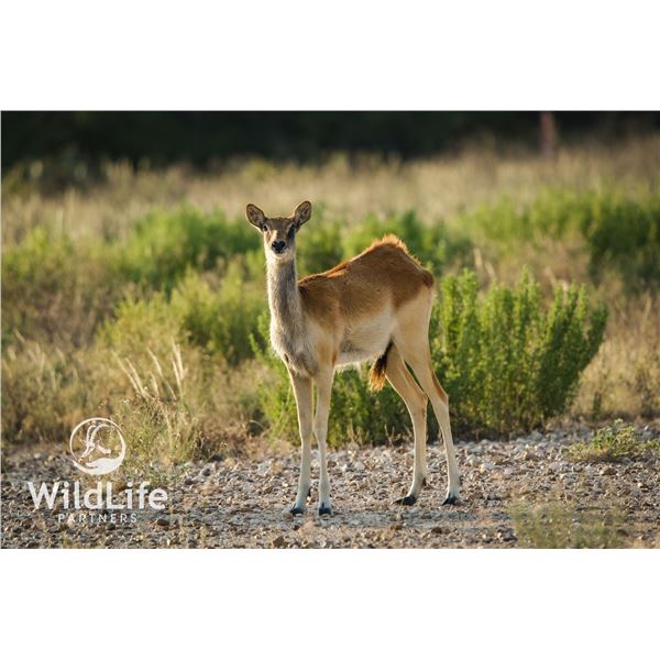 1.1 Nile Lechwe Yearlings