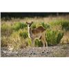 Image 1 : 1.1 Nile Lechwe Yearlings