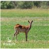 Image 2 : 1.1 Nile Lechwe Yearlings