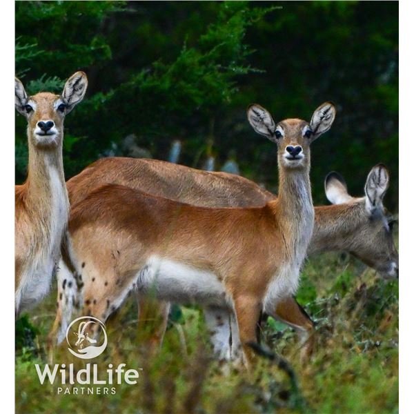 1.1 Red Lechwe Yearlings