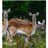 Image 1 : 1.1 Red Lechwe Yearlings