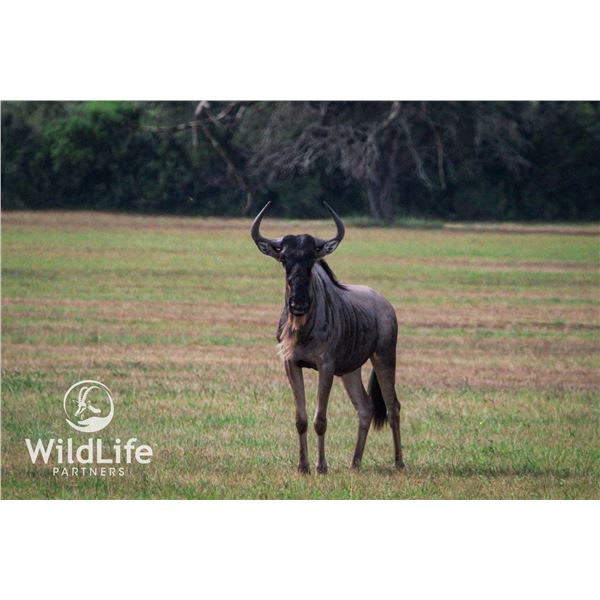 2.0 White Bearded Wildebeest Yearlings