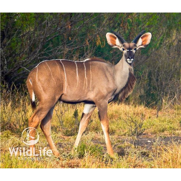 2.0 Kudu Yearlings