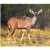 Image 1 : 2.0 Kudu Yearlings