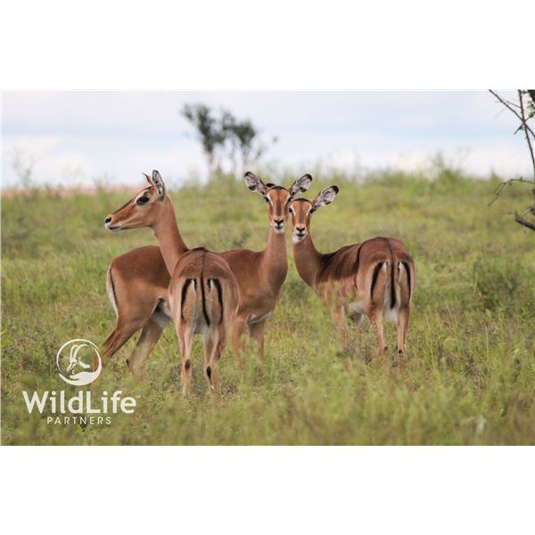 0.2 Mature Impala Bred