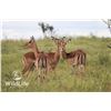 Image 1 : 0.2 Mature Impala Bred