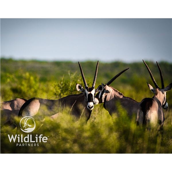 0.3 Gemsbok Yearlings