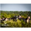 Image 1 : 0.3 Gemsbok Yearlings