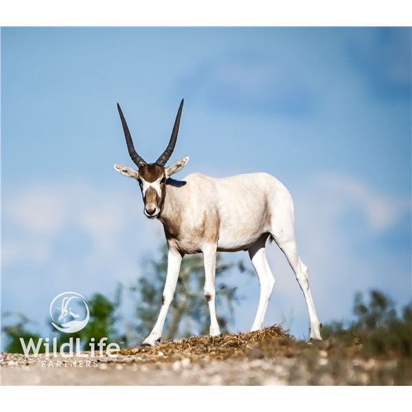 1.2 Addax Yearlings