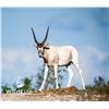 Image 1 : 1.2 Addax Yearlings