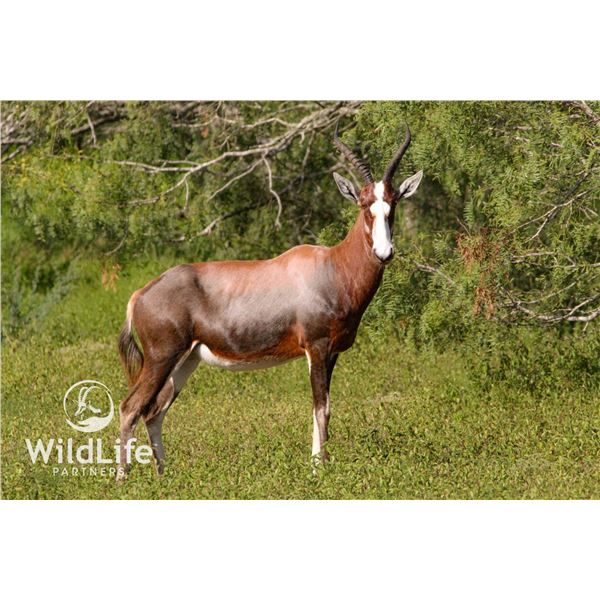 0.2 Mature Blesbok