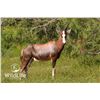 Image 1 : 0.2 Mature Blesbok