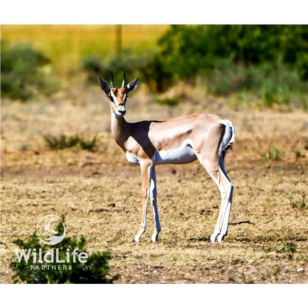 1.1 Grant's Gazelle Yearlings
