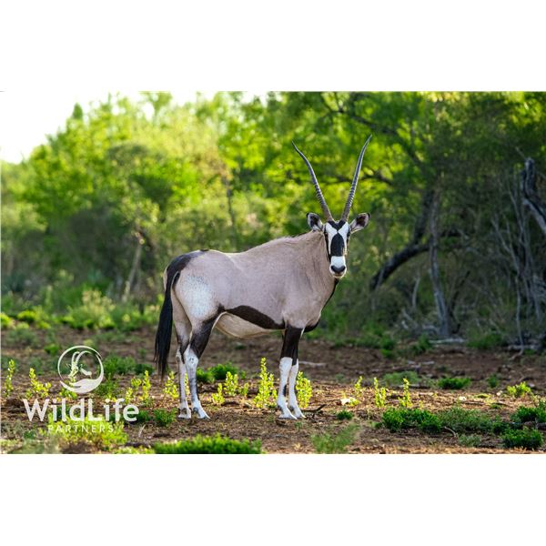0.1 Gemsbok 3 y/o Bred