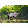 Image 1 : 0.1 Gemsbok 3 y/o Bred