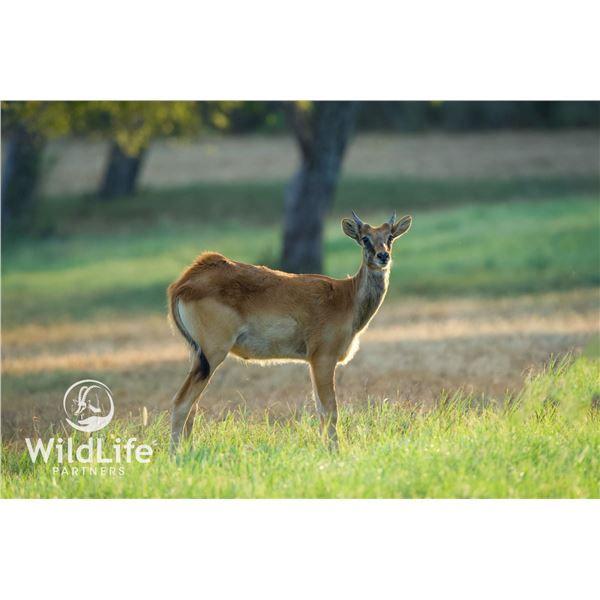 1.0 Nile Lechwe Yearling