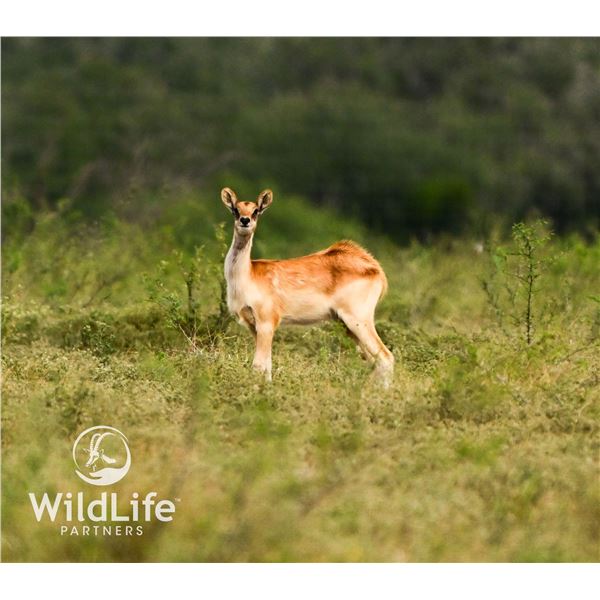 0.2 Nile Lechwe Yearlings