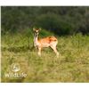 Image 1 : 0.2 Nile Lechwe Yearlings