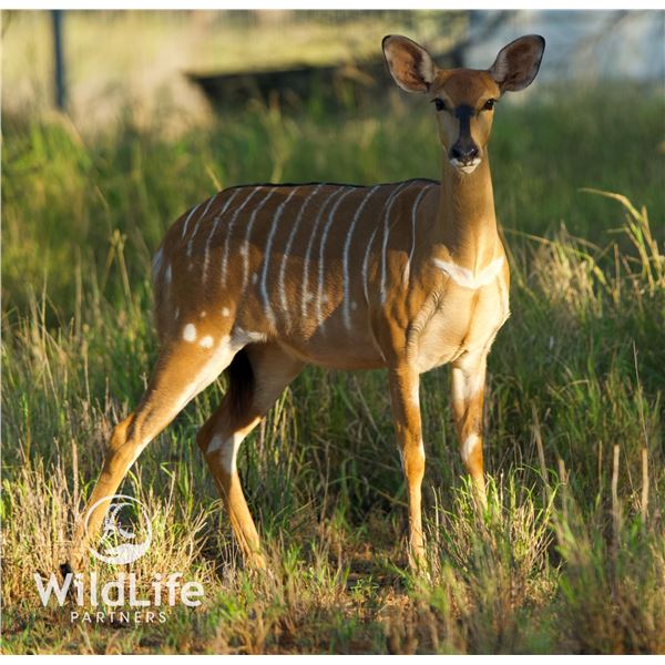 0.2 Nyala Yearlings