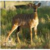 Image 1 : 0.2 Nyala Yearlings