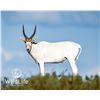 Image 1 : 2.0 Addax Yearlings