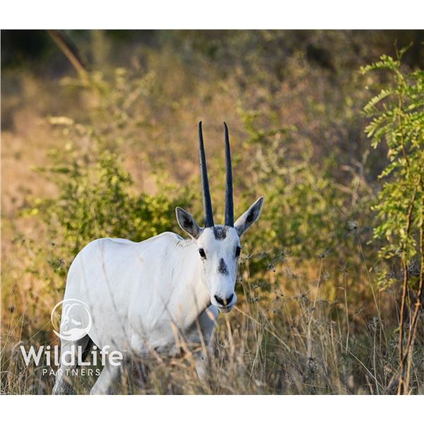 0.3 Arabian Oryx West Texas Genetics Yearlings