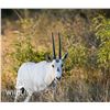 Image 1 : 0.3 Arabian Oryx West Texas Genetics Yearlings