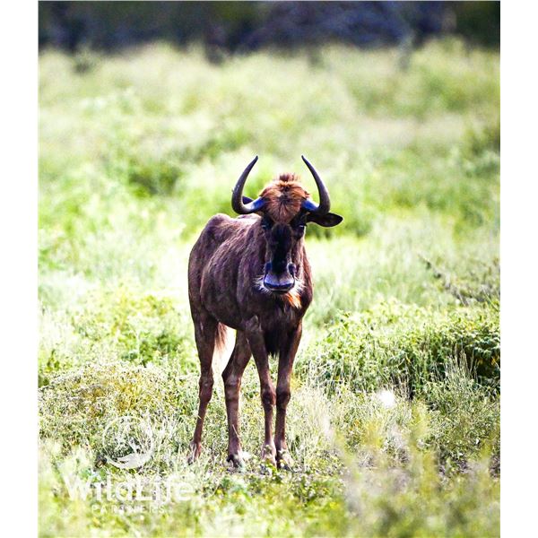 0.1 Black Wildebeest Yearling