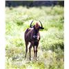 Image 1 : 0.1 Black Wildebeest Yearling