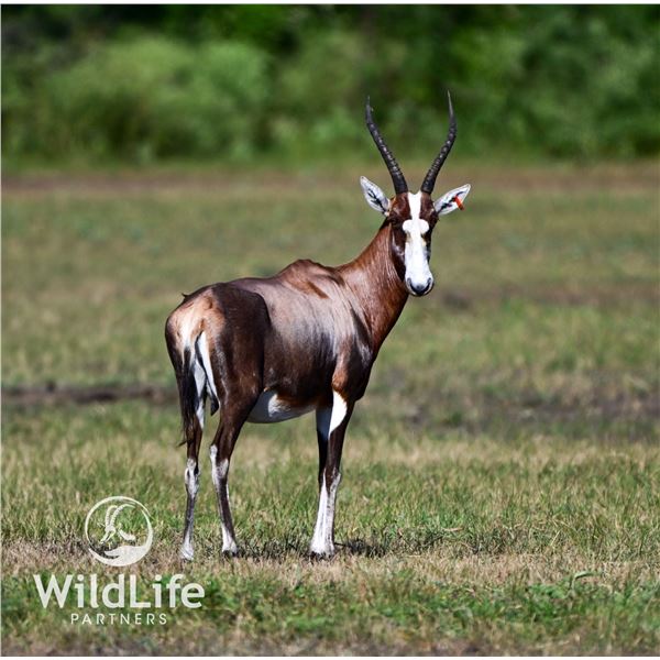 0.2 Mature Blesbok Bred