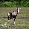 Image 1 : 0.2 Mature Blesbok Bred