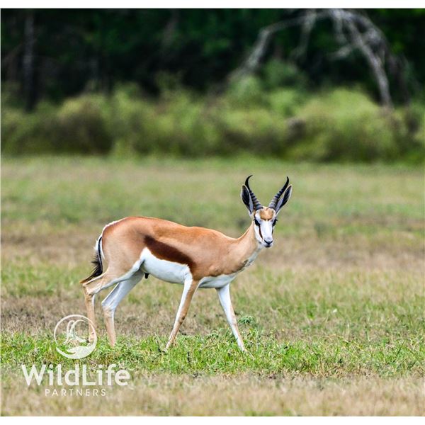 2.0 Springbok Yearlings