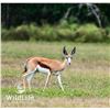 Image 1 : 2.0 Springbok Yearlings