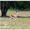 Image 2 : 2.0 Springbok Yearlings