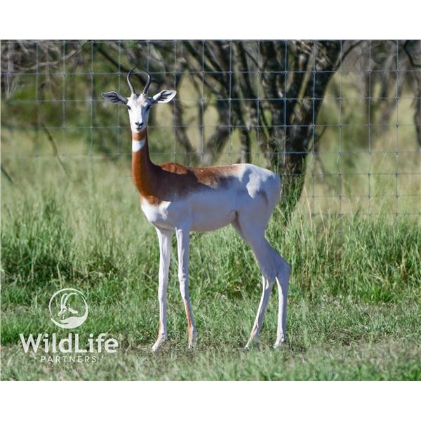 0.1 Dama Gazelle Yearling Bred