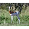 Image 1 : 0.1 Dama Gazelle Yearling Bred